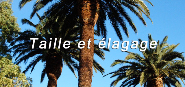 taille elagage